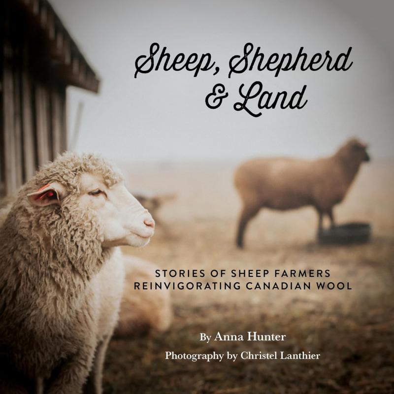 color photo of one sheep in the foreground and one in the background